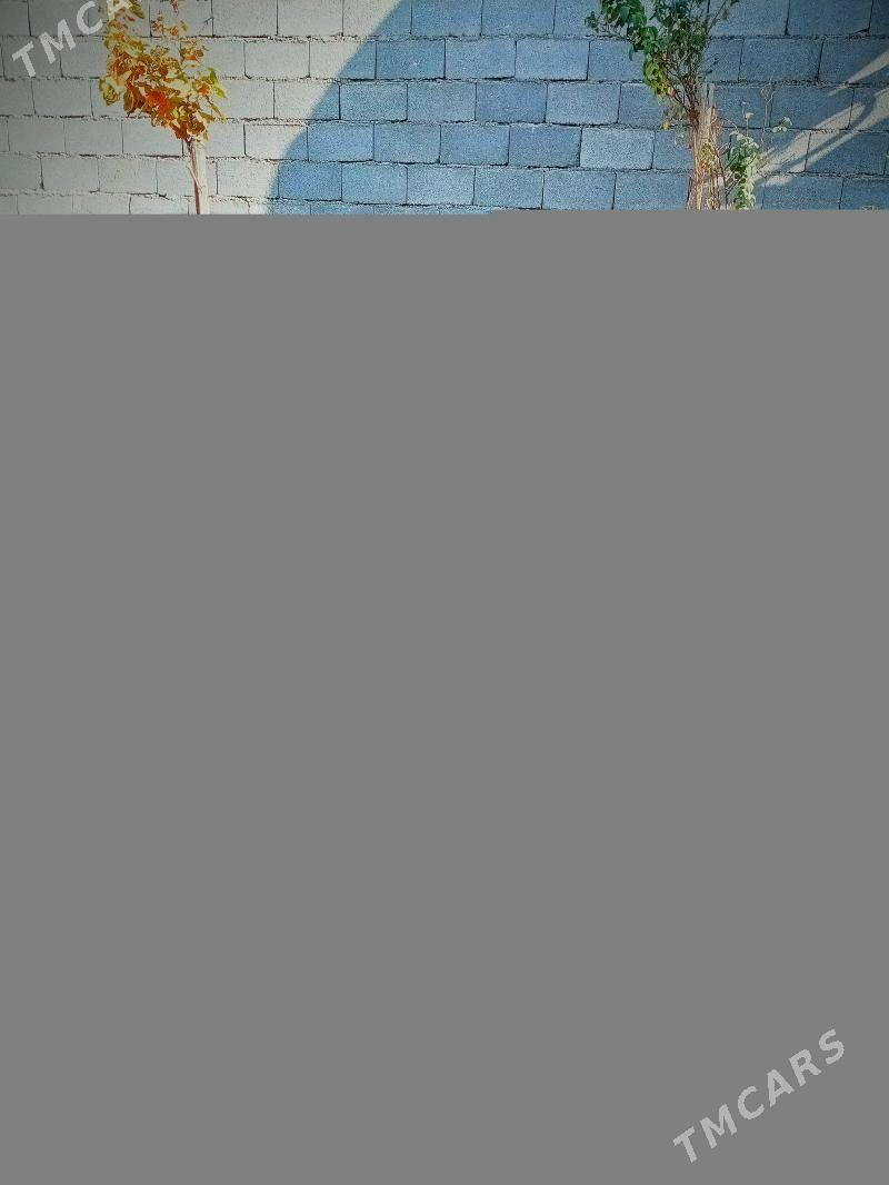 taşket mäkiler - Ашхабад - img 2