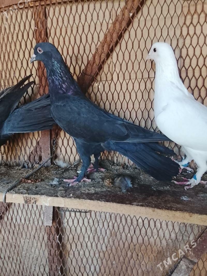 Kepderi - Mary - img 4