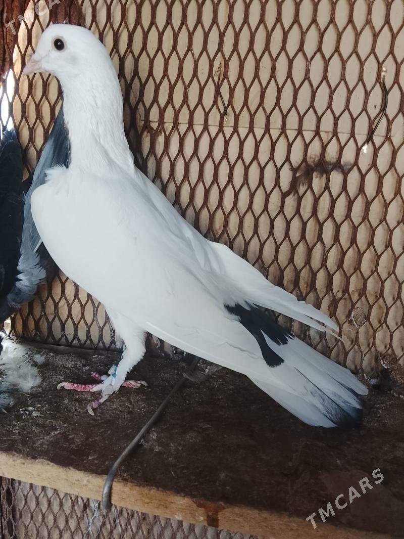 Kepderi - Mary - img 5