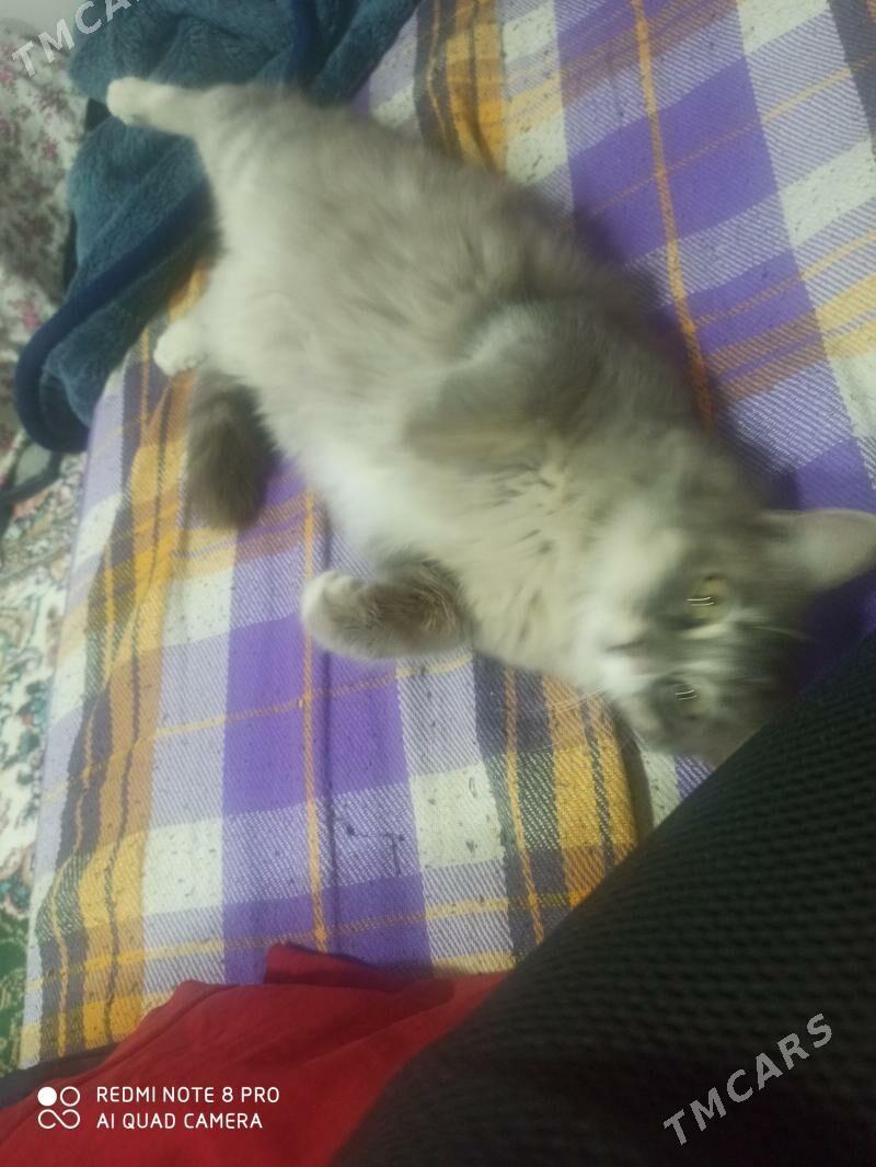 Mahirli pisik - Türkmenabat - img 2