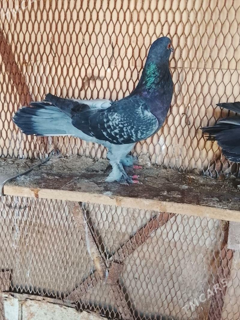 Kepderi - Mary - img 10