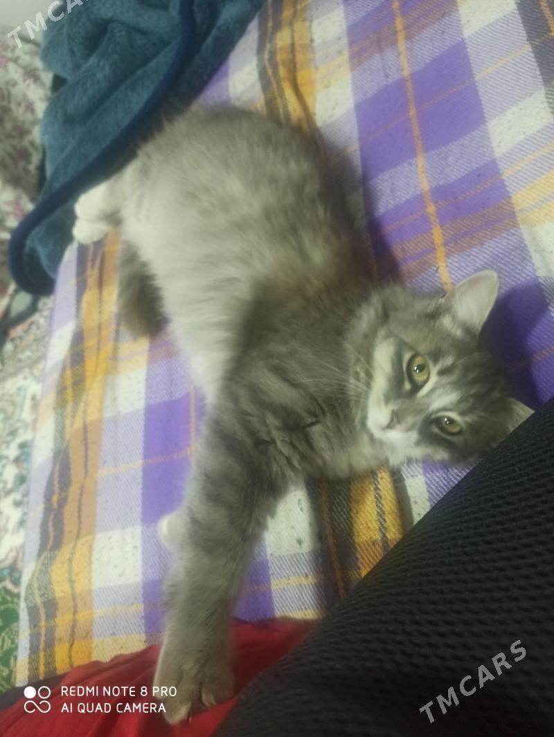 Mahirli pisik - Türkmenabat - img 1