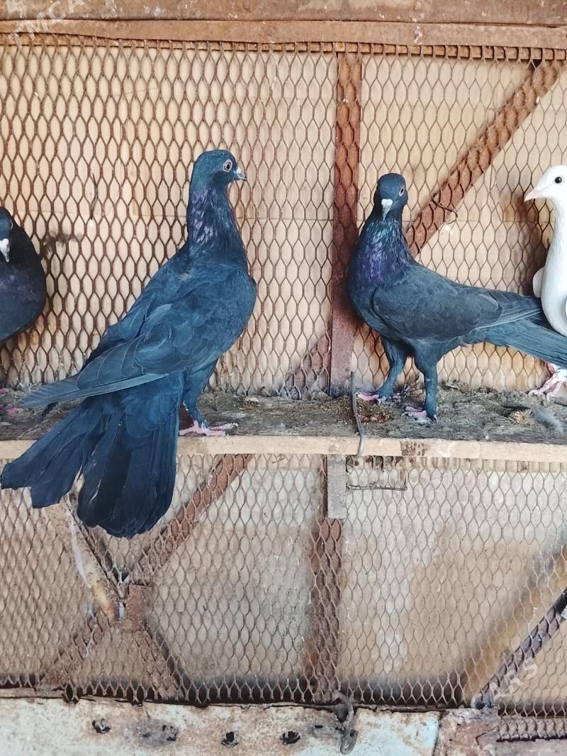 Kepderi - Mary - img 3