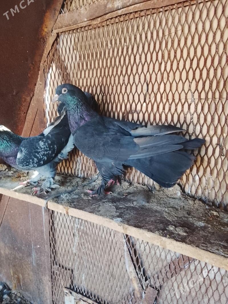 Kepderi - Mary - img 9