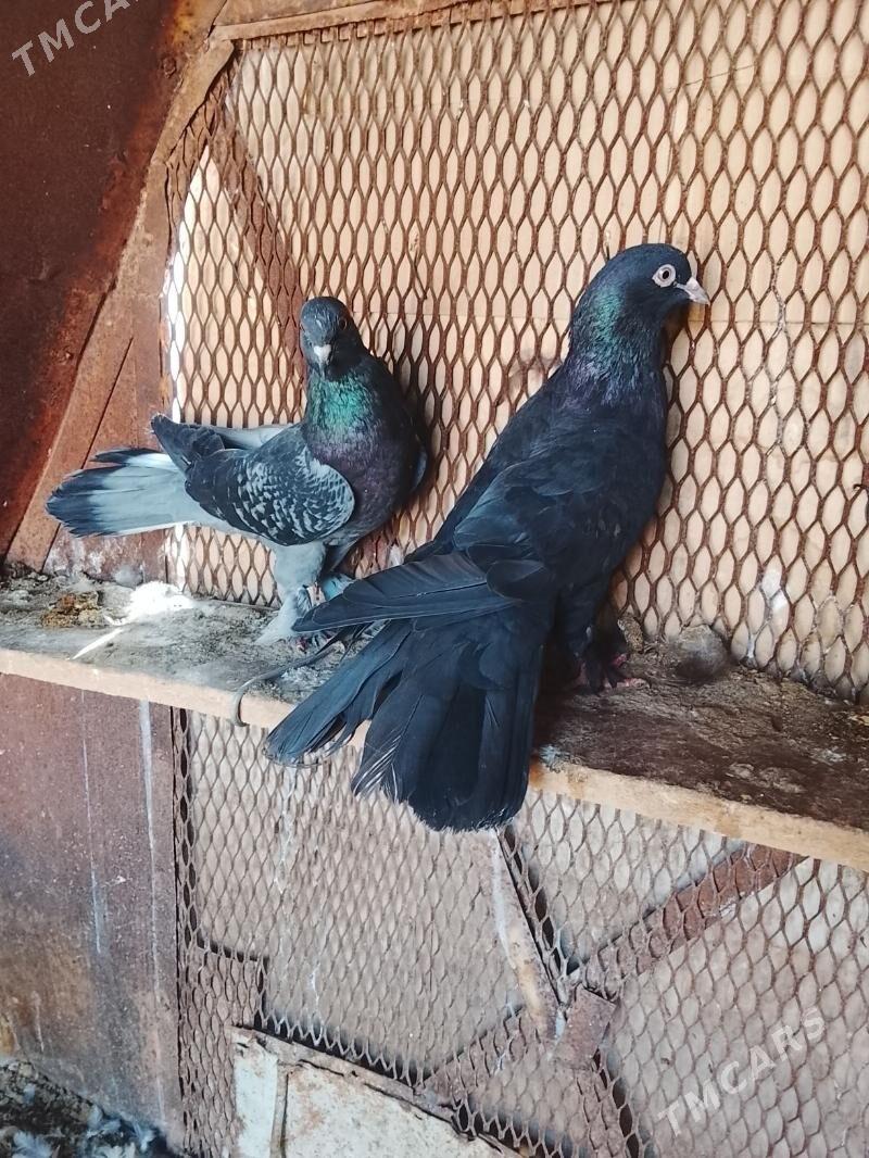 Kepderi - Mary - img 8