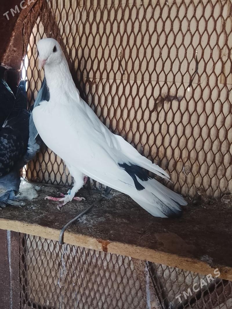 Kepderi - Mary - img 6