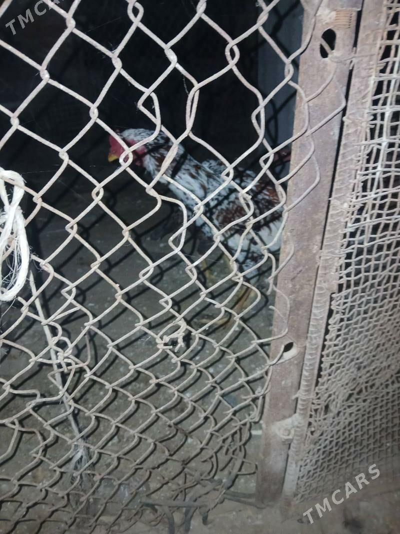 horaz - Sakar - img 2