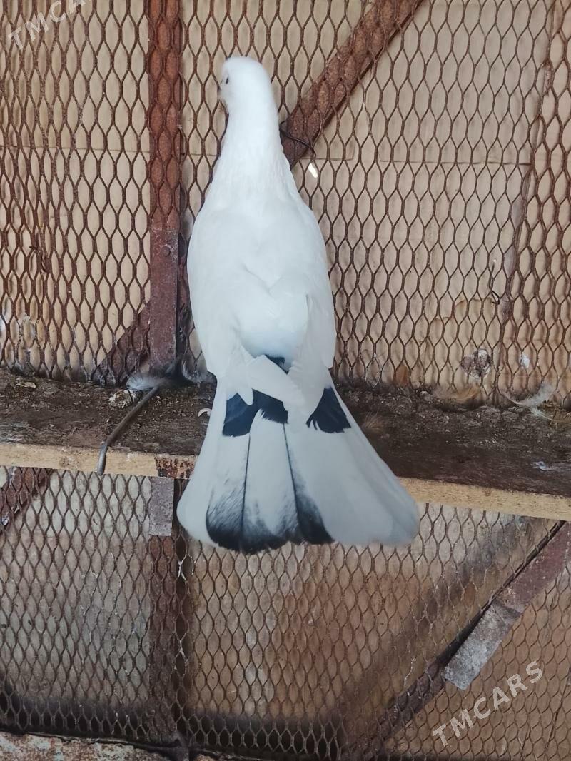 Kepderi - Mary - img 7