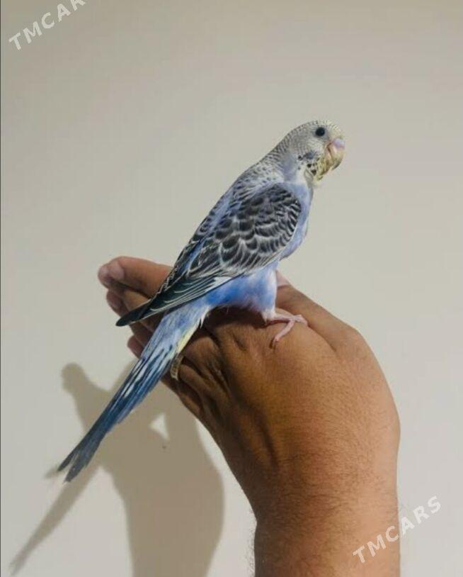 popugay sowgatlyk guslar - Ашхабад - img 3