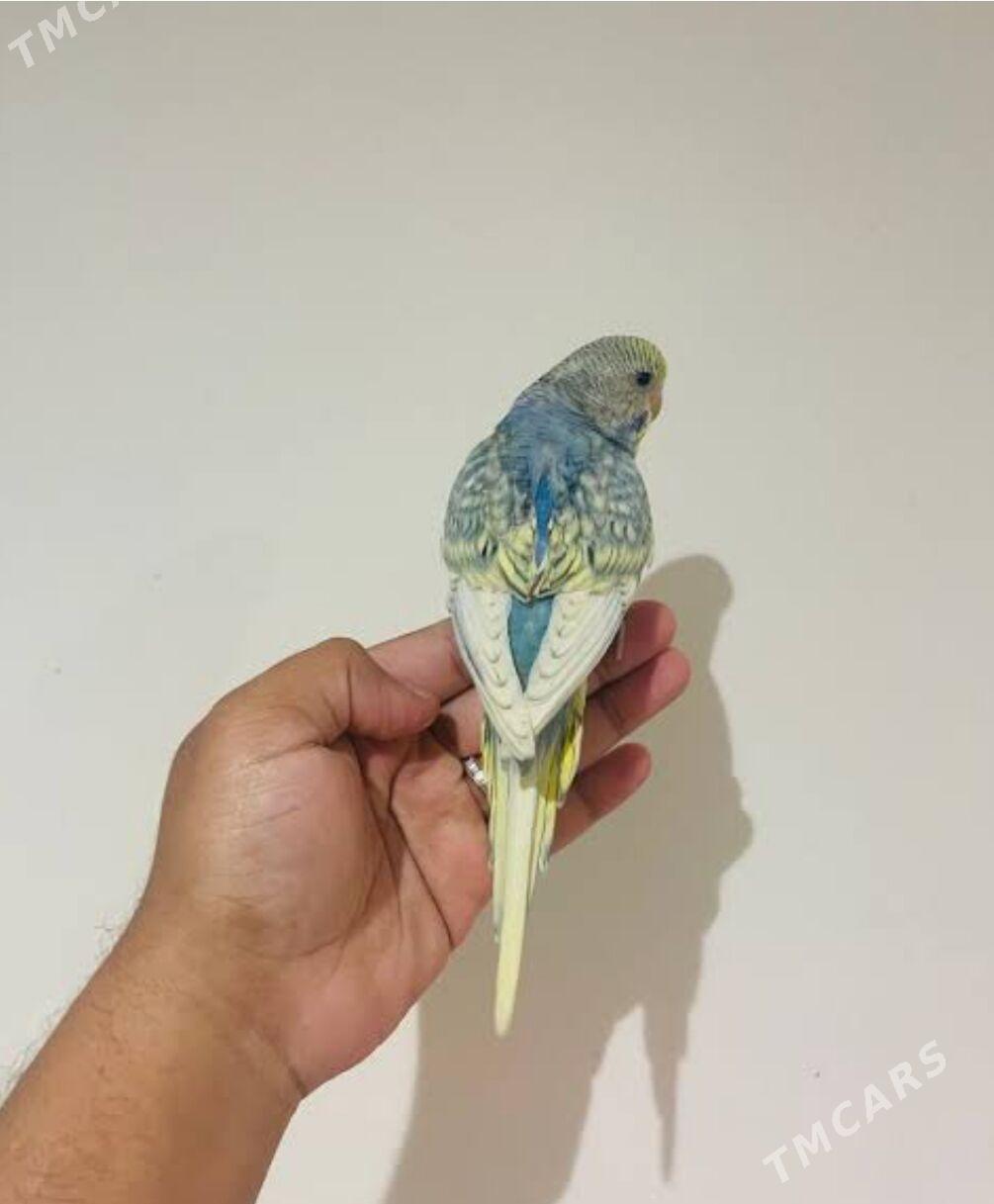 popugay sowgatlyk guslar - Ашхабад - img 2