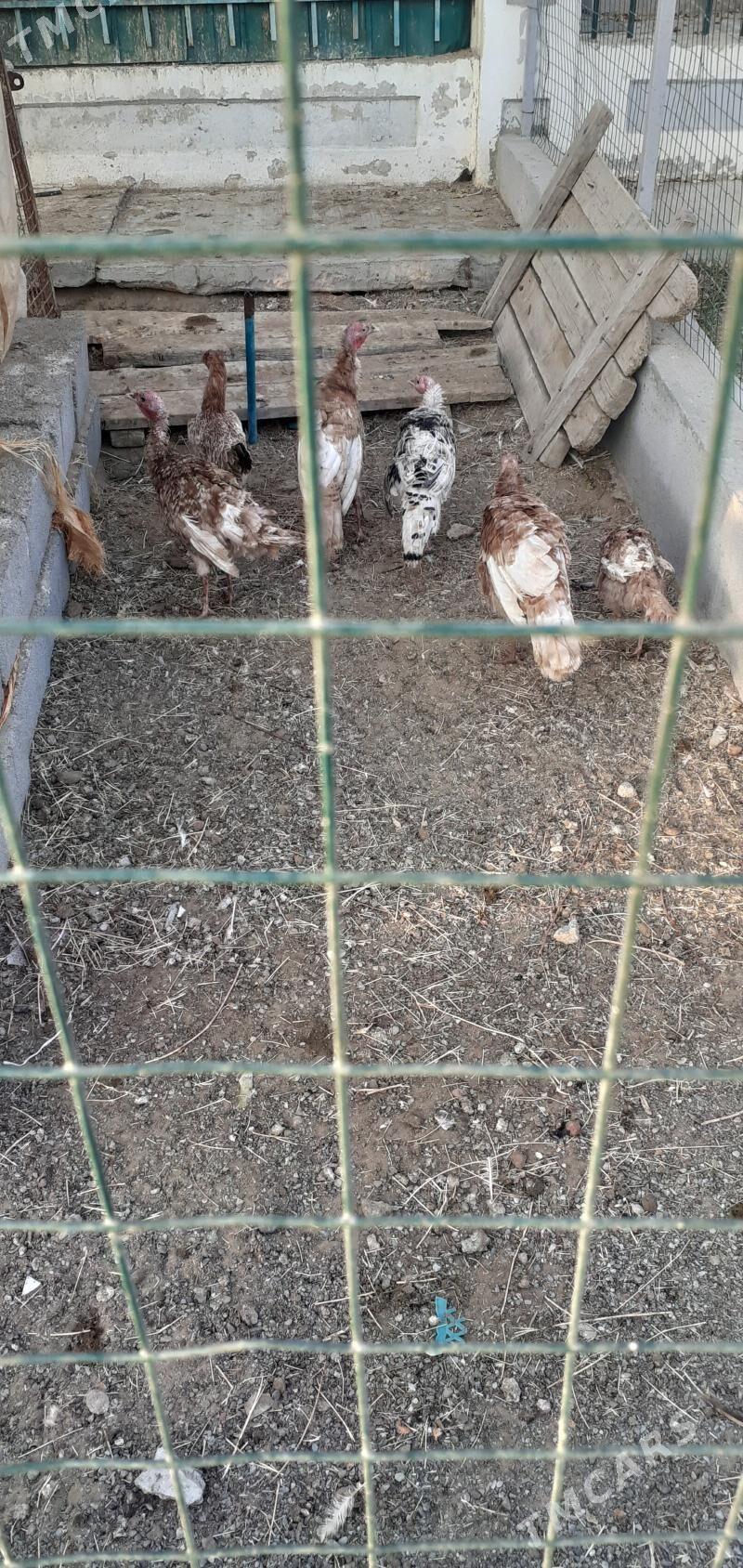 induk - Ашхабад - img 2