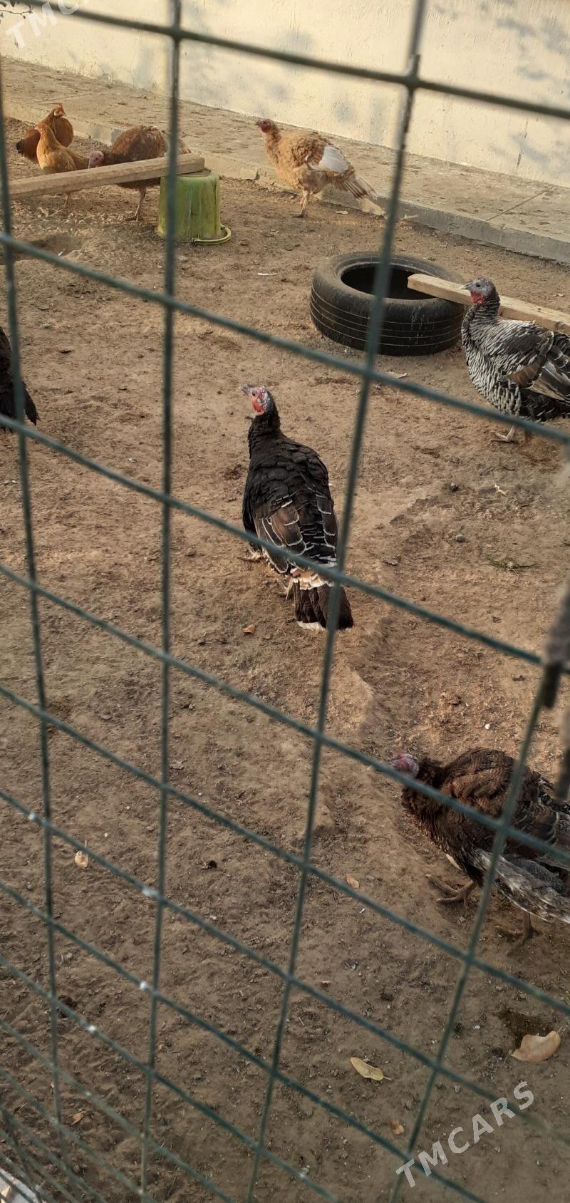 induk - Ашхабад - img 4