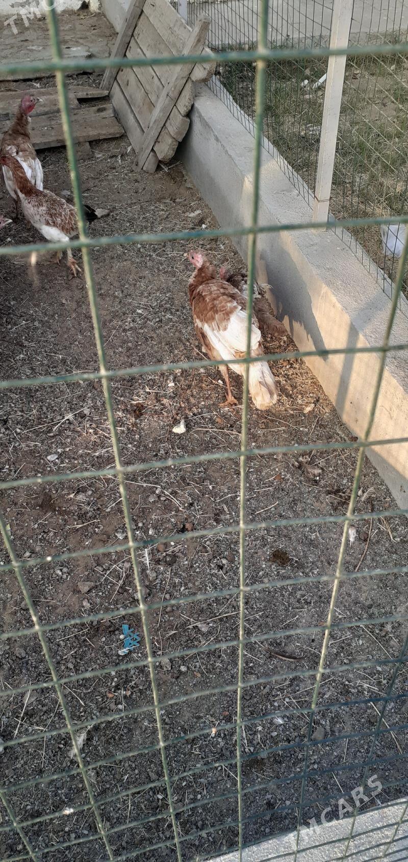 induk - Ашхабад - img 3