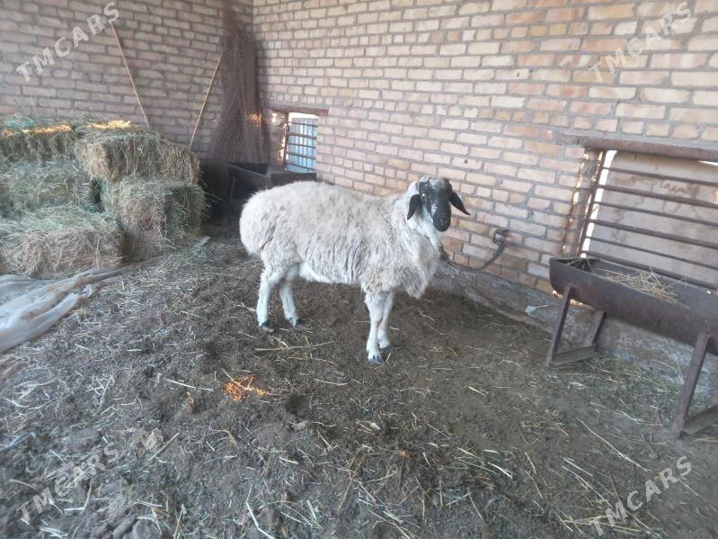 gocgar - Çärjew - img 3