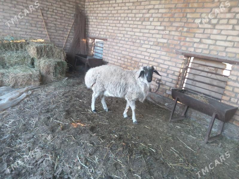 gocgar - Çärjew - img 4