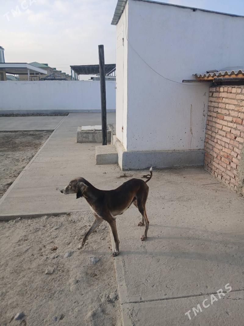 tazy - Gökdepe - img 2