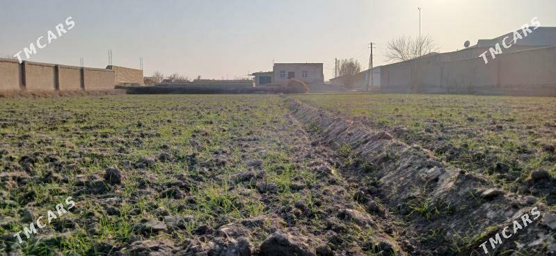 Mellek yer - Daşoguz - img 5