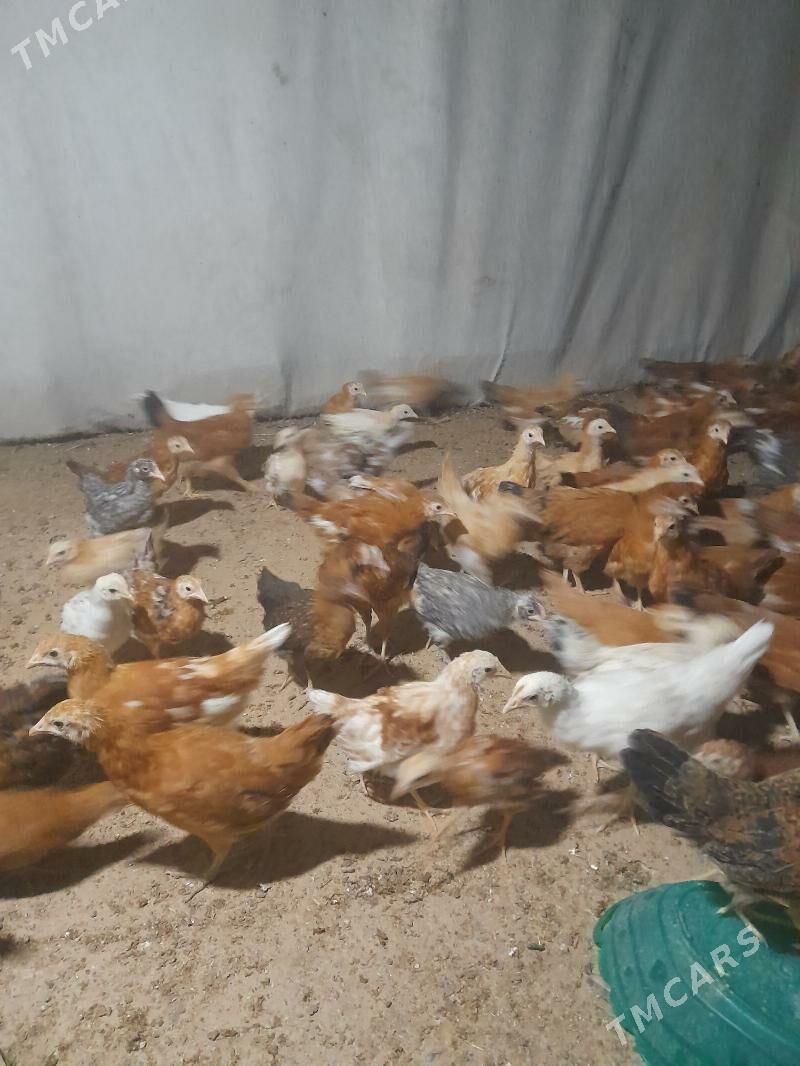 Juje - Gökdepe - img 2