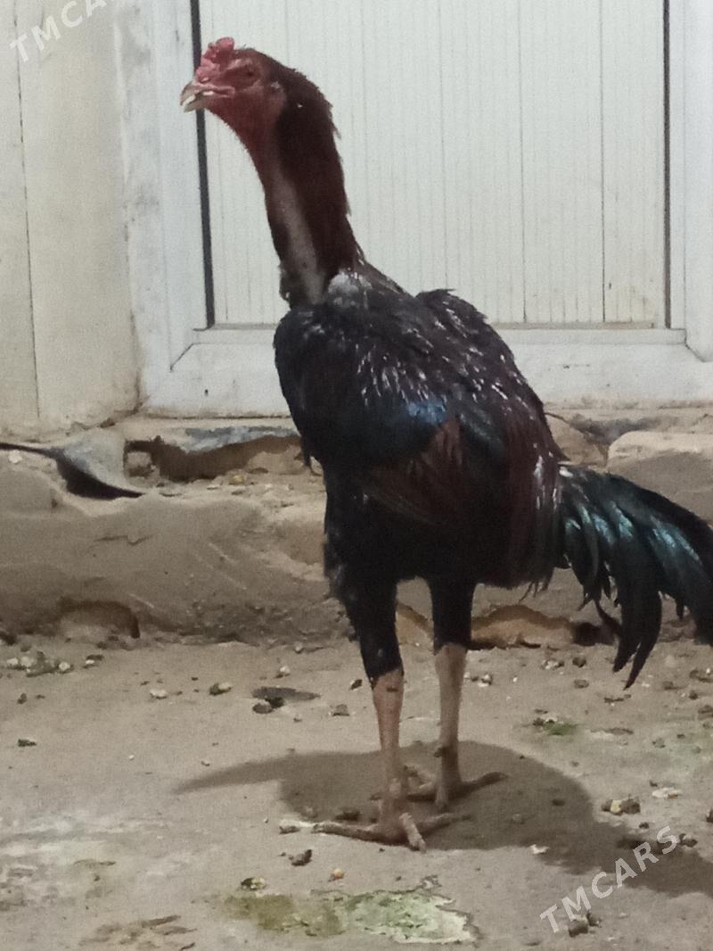 bayes - Векильбазар - img 2