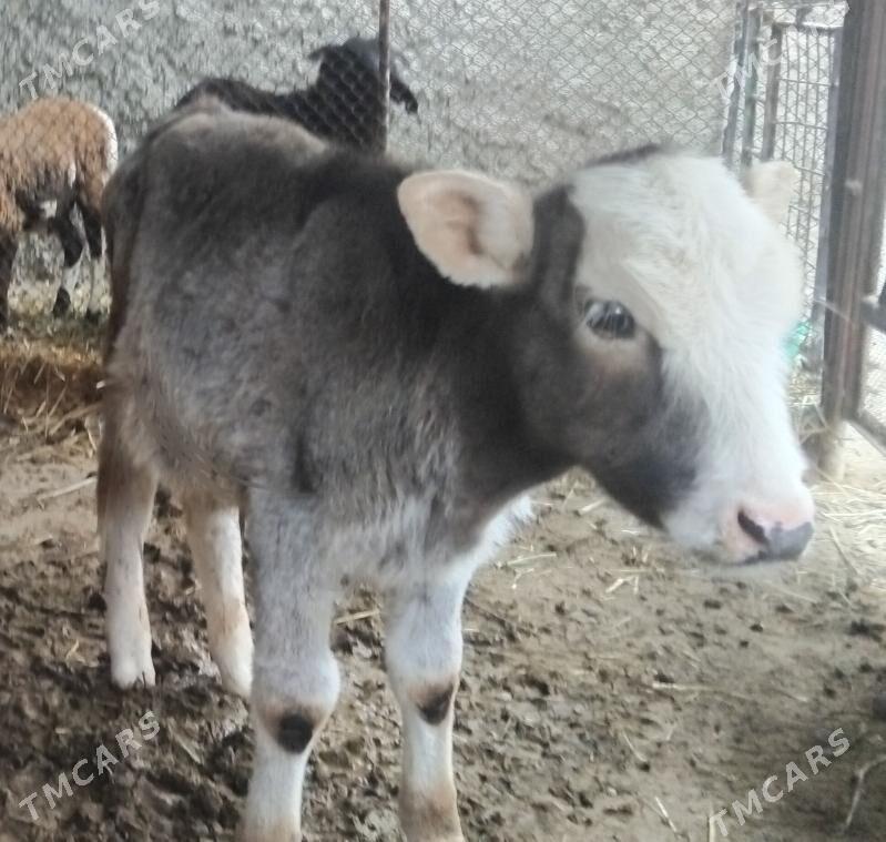 Gole okuz şiwet - Gurtly - img 2