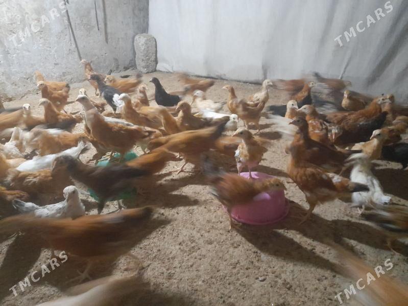 Juje - Gökdepe - img 3