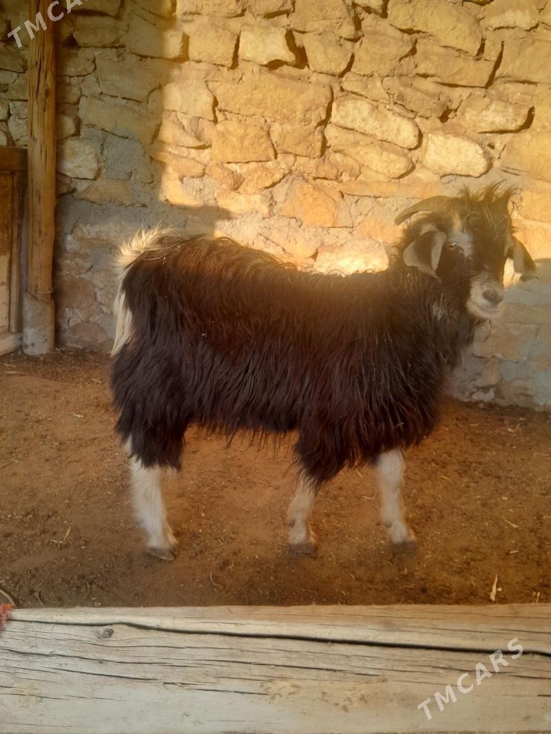 cewis - Gyzylarbat - img 5