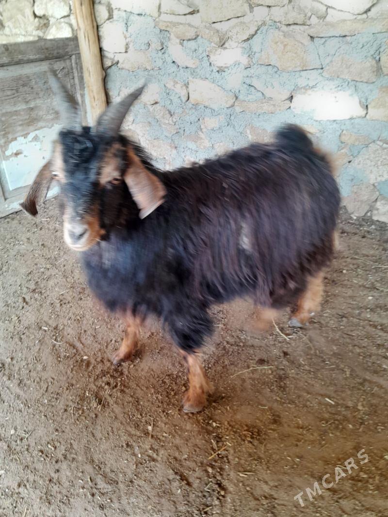 cewis - Gyzylarbat - img 6