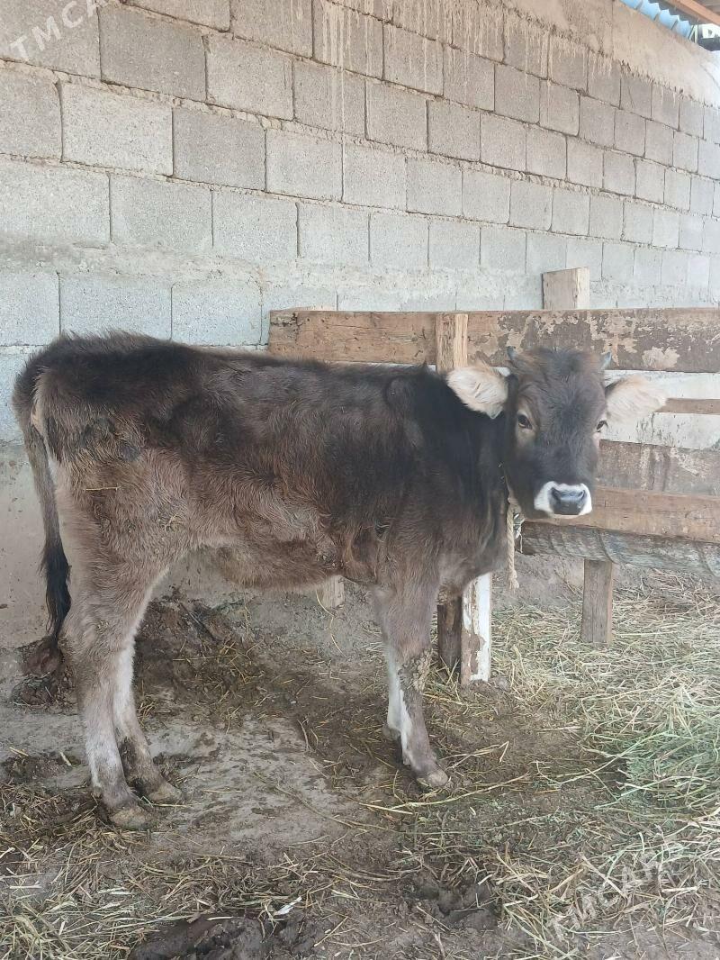 Tuwe - Гёкдепе - img 2