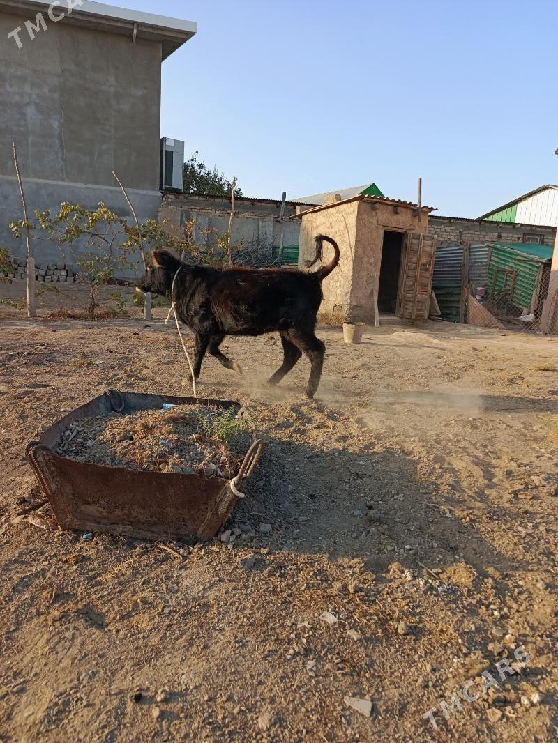 tuwe şwes - Büzmeýin - img 2