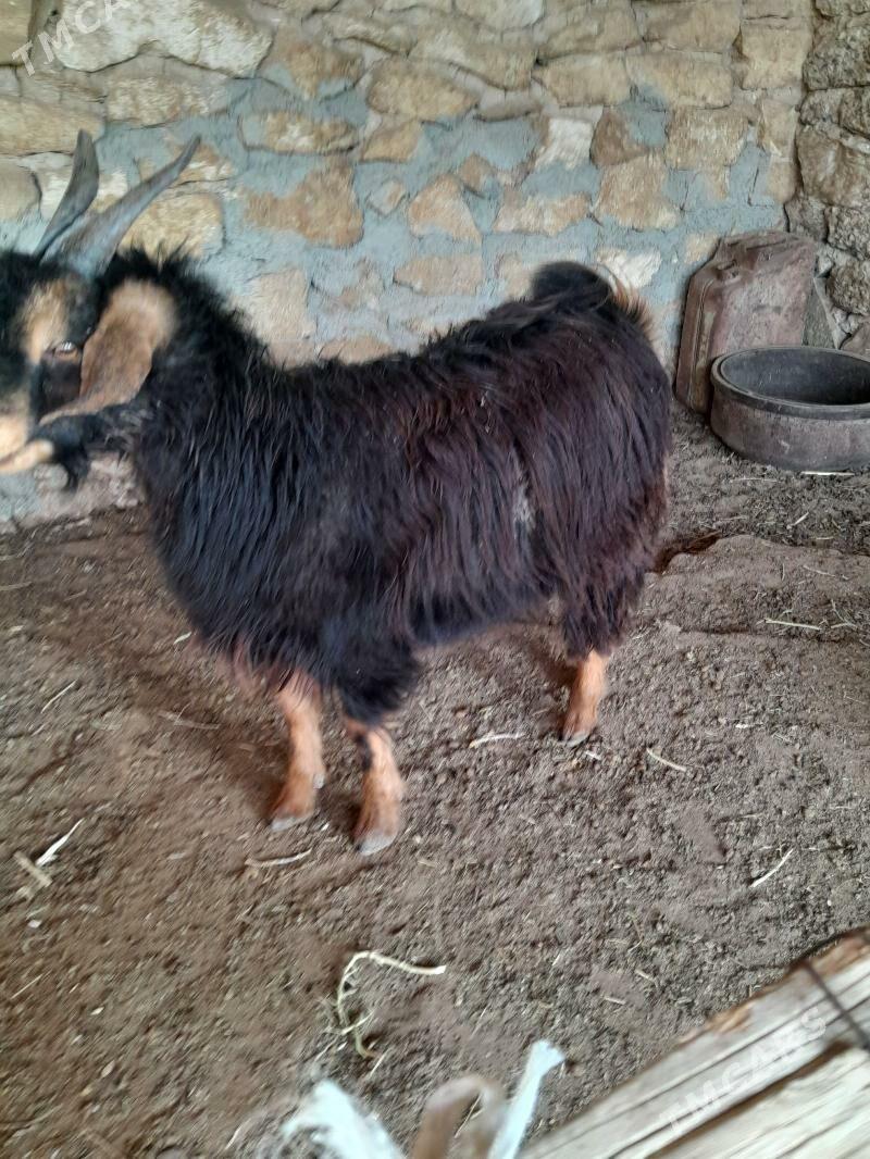 cewis - Gyzylarbat - img 9