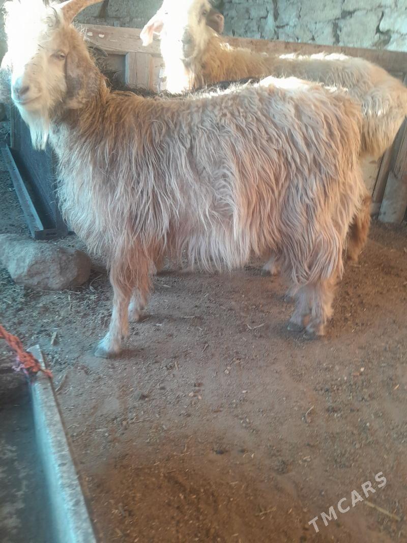 cewis - Gyzylarbat - img 4