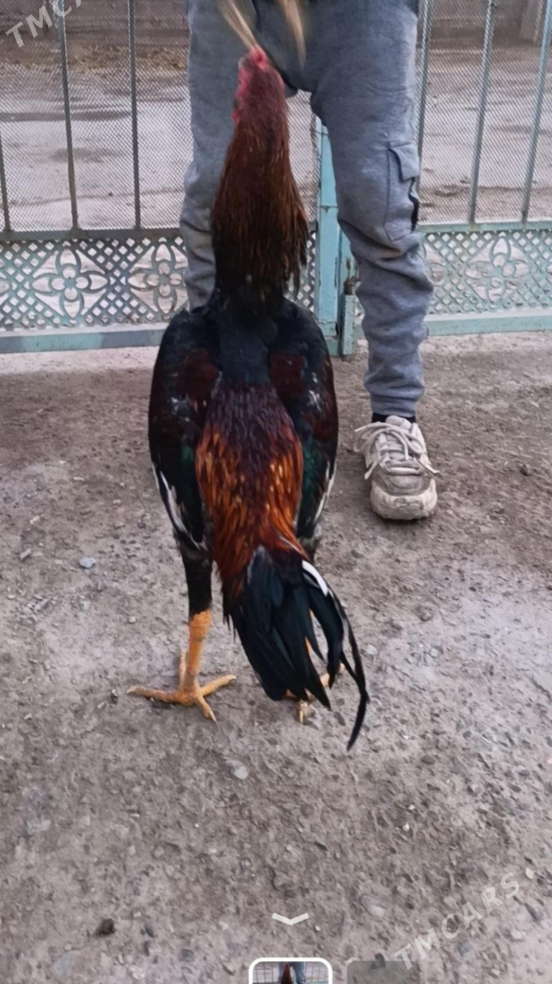 Horaz juje. - Türkmenabat - img 2