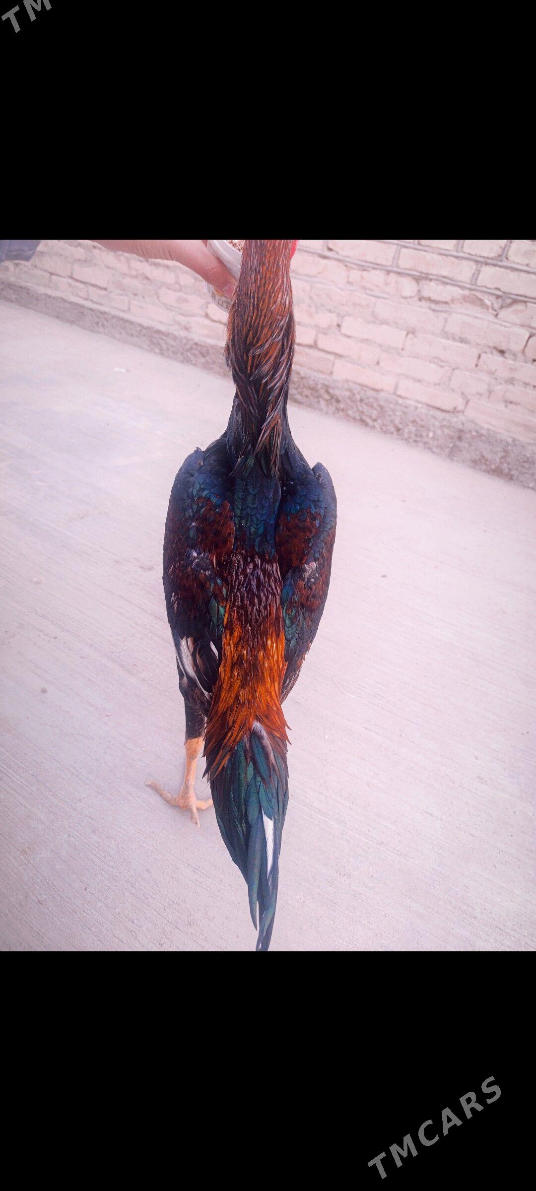 Horaz juje. - Türkmenabat - img 4