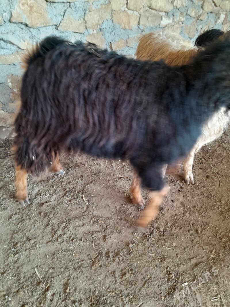 cewis - Gyzylarbat - img 7