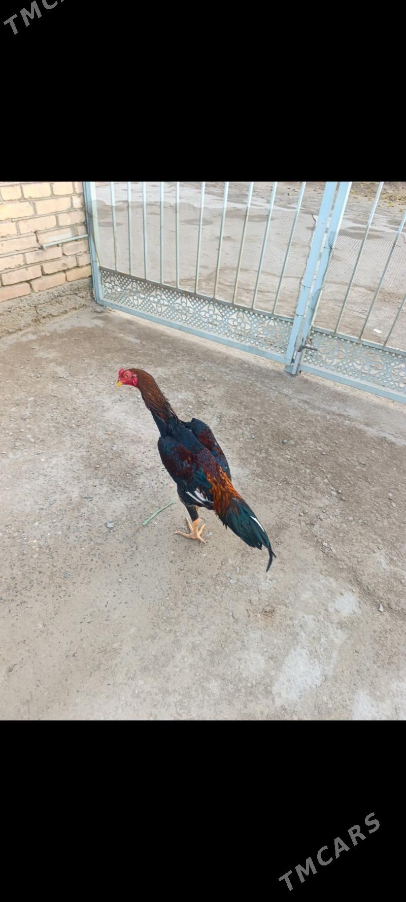 Horaz juje. - Türkmenabat - img 5