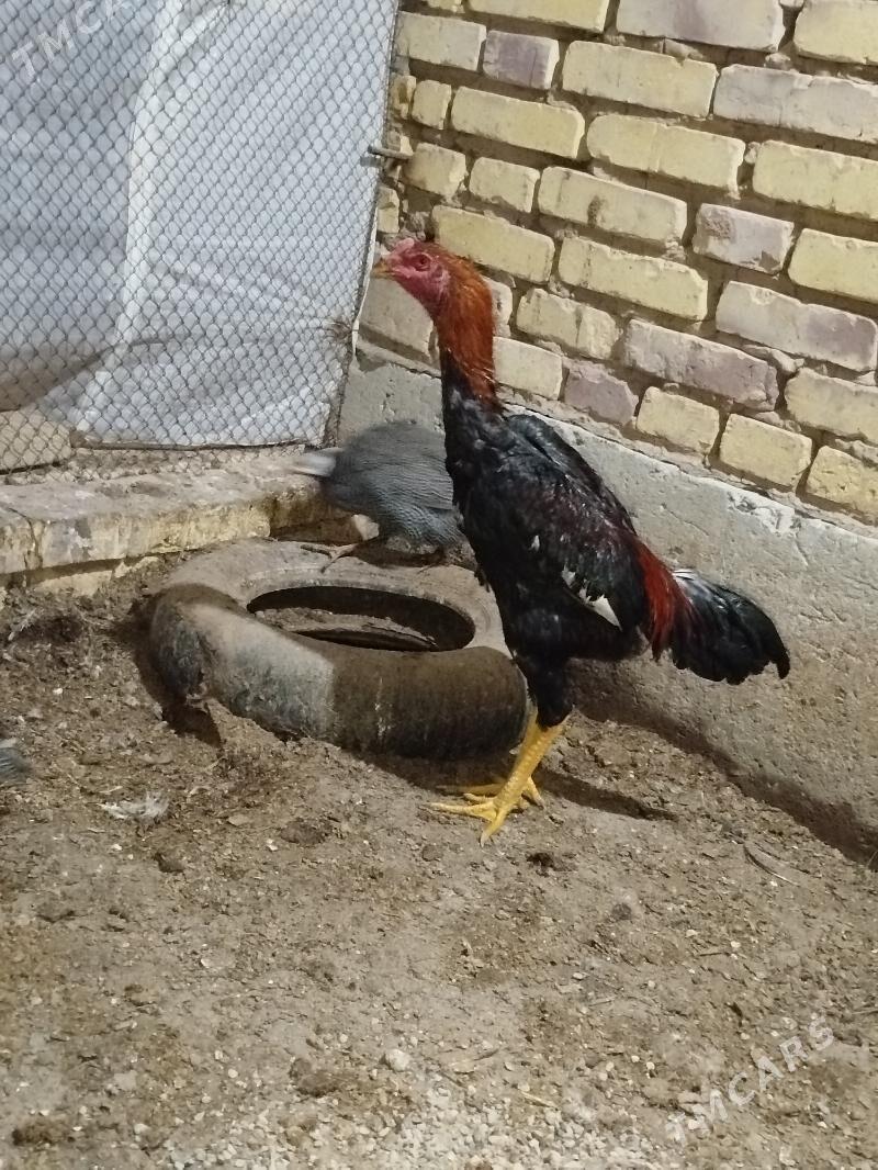 bayey horaz - Tejen - img 3