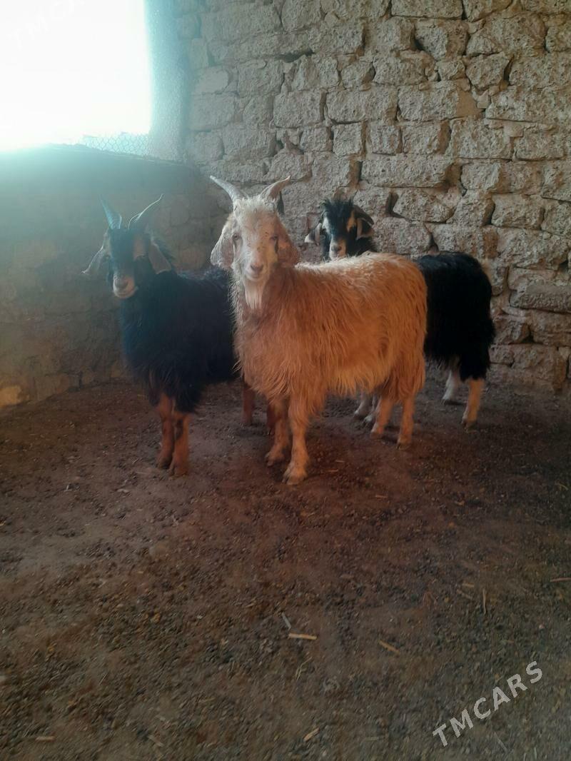 cewis - Gyzylarbat - img 3