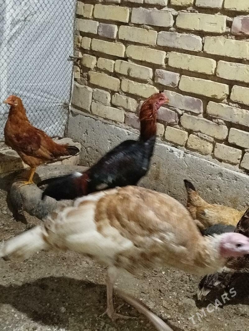 bayey horaz - Tejen - img 2