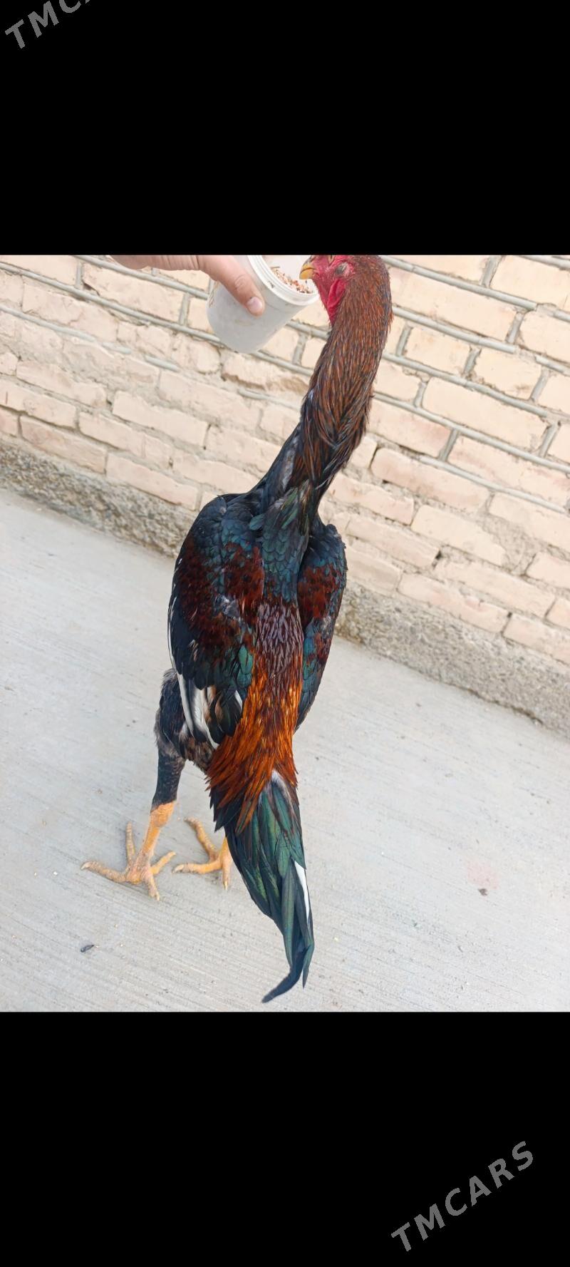 Horaz juje. - Türkmenabat - img 6