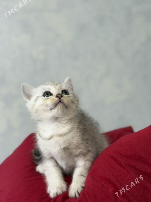 котята - Ашхабад - img 2