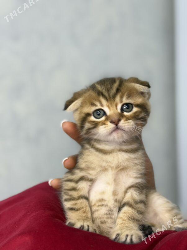 котята - Ашхабад - img 8