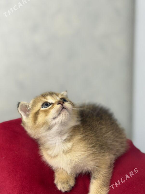 котята - Ашхабад - img 4