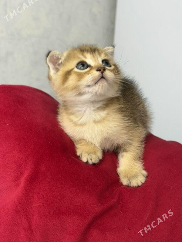 котята - Ашхабад - img 3