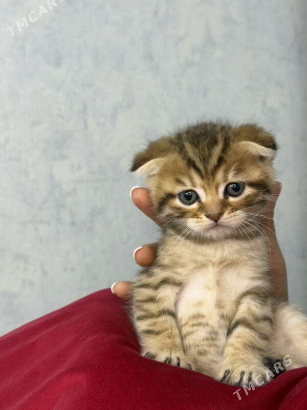 котята - Ашхабад - img 6