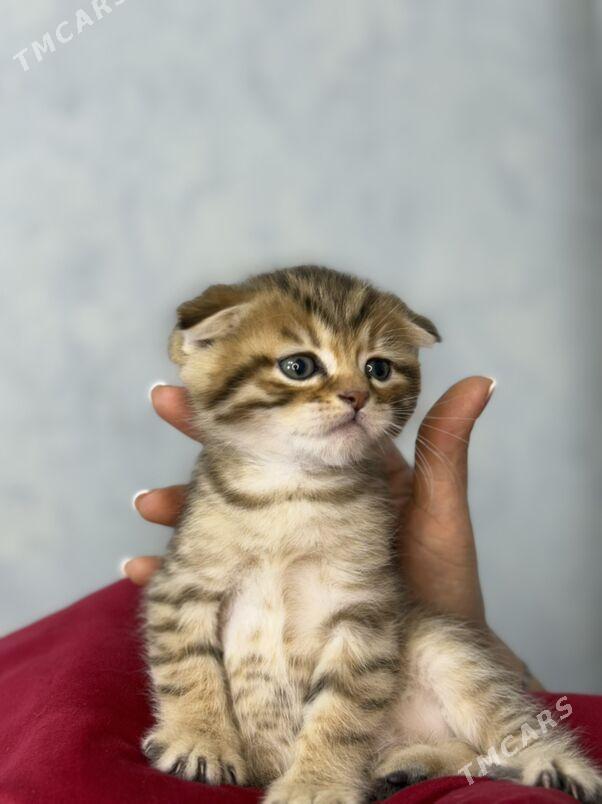 котята - Ашхабад - img 9