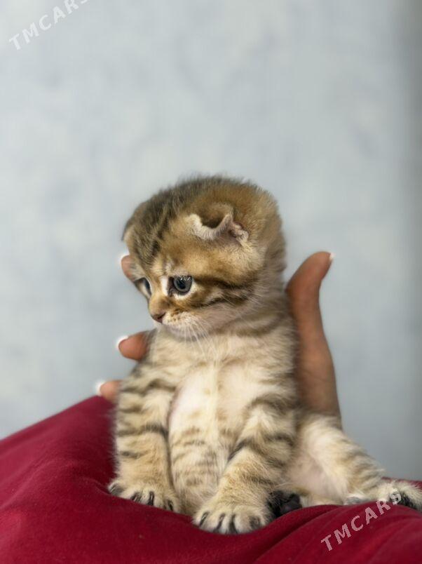 котята - Ашхабад - img 7