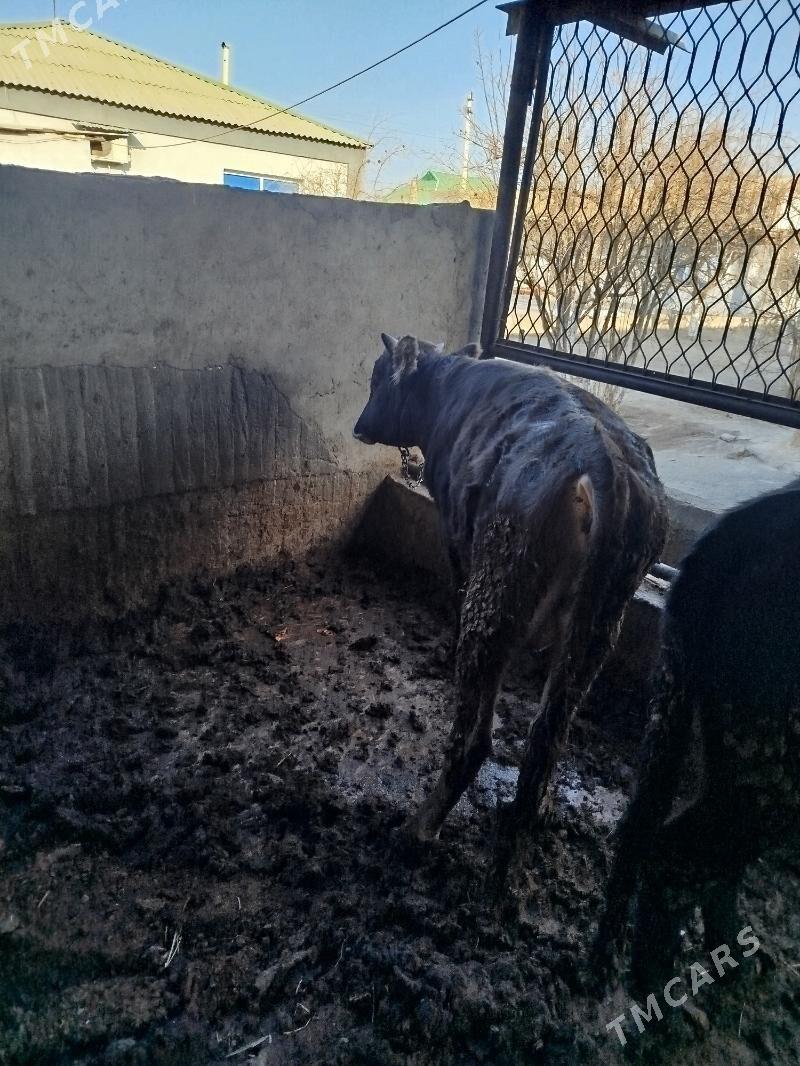 okuz 3sany - Gökje - img 2