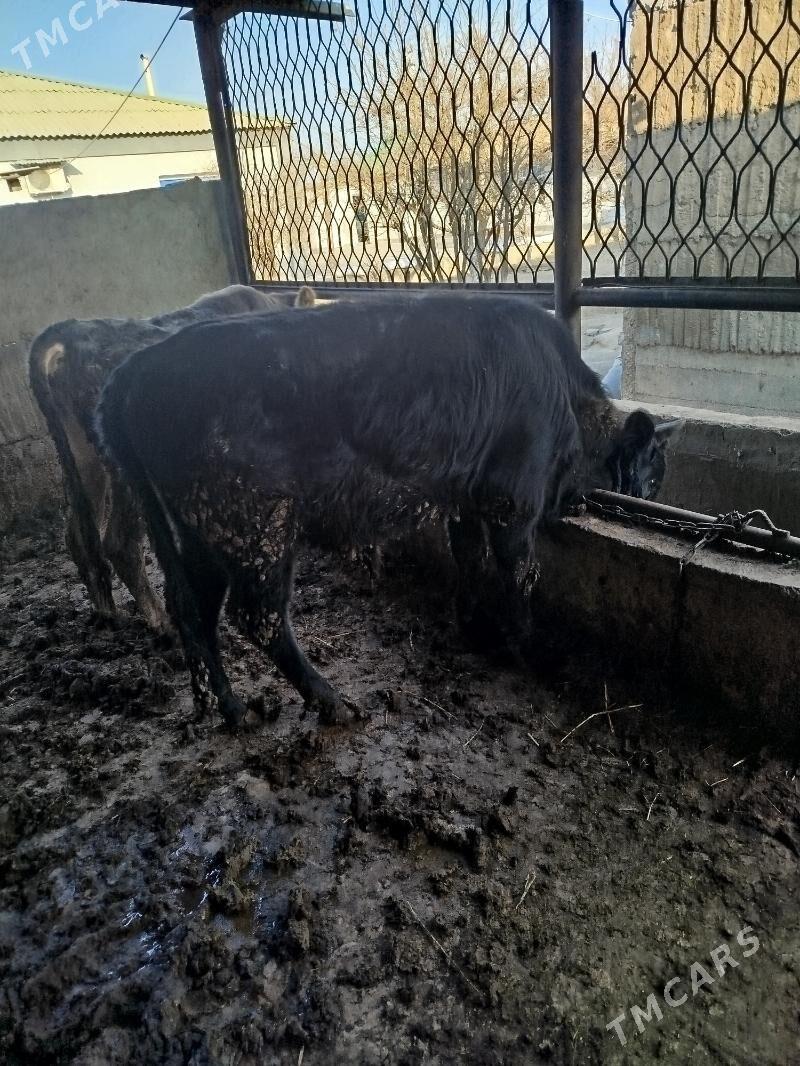 okuz 3sany - Gökje - img 3