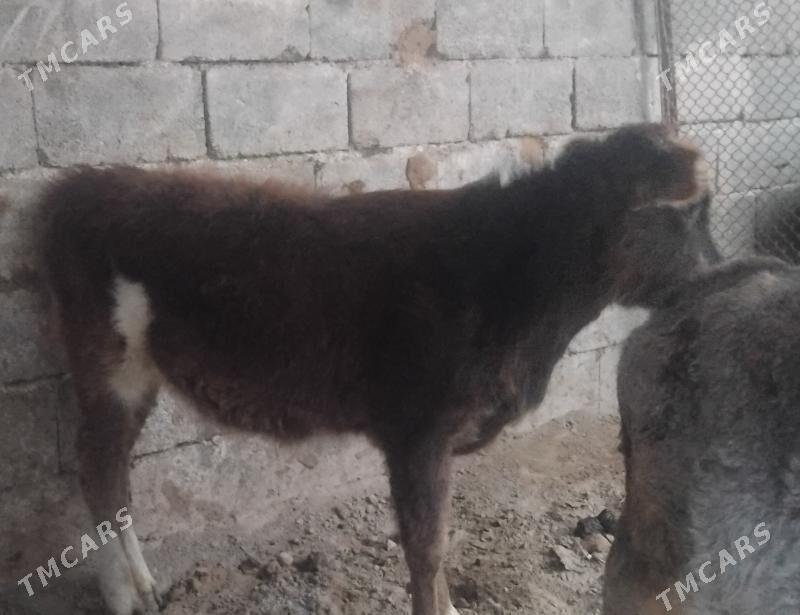 Gole tuwe - Gurtly - img 2