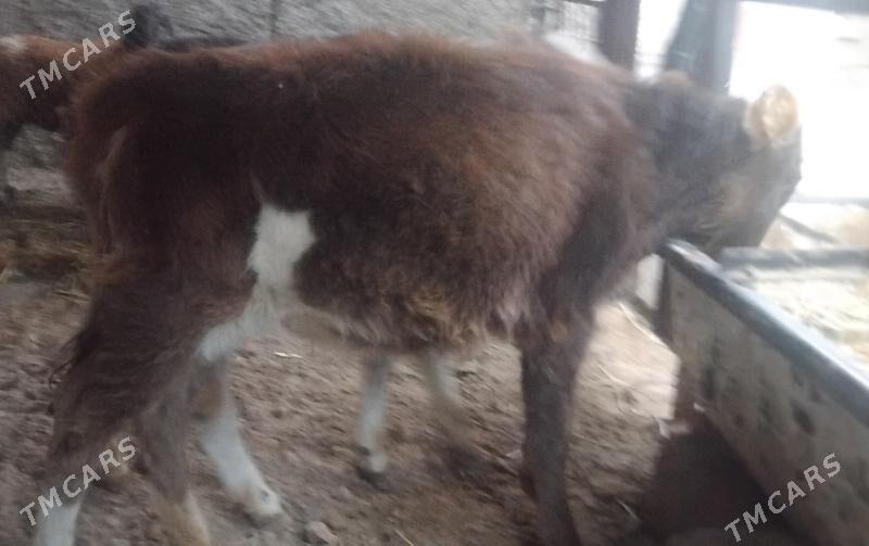 Gole tuwe - Gurtly - img 4